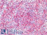 LILRB2 / ILT4 Antibody - Human Spleen: Formalin-Fixed, Paraffin-Embedded (FFPE)