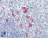 LNX1 / LNX Antibody - Human Tonsil: Formalin-Fixed, Paraffin-Embedded (FFPE), at a dilution 1:100.