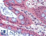 LOXL1 Antibody - Human Colon: Formalin-Fixed, Paraffin-Embedded (FFPE)