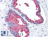 LOXL2 Antibody - Anti-LOXL2 antibody IHC of human prostate. Immunohistochemistry of formalin-fixed, paraffin-embedded tissue after heat-induced antigen retrieval.