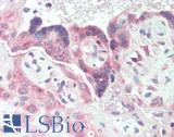LSR / LISCH7 Antibody - Human Placenta: Formalin-Fixed, Paraffin-Embedded (FFPE)