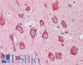 MAP1LC3B / LC3B Antibody - Anti-MAP1LC3B / LC3B antibody IHC staining of human brain, cortex. Immunohistochemistry of formalin-fixed, paraffin-embedded tissue after heat-induced antigen retrieval.