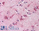 MLST8 / GBL Antibody - Anti-GBL antibody IHC of human brain, cortex. Immunohistochemistry of formalin-fixed, paraffin-embedded tissue after heat-induced antigen retrieval. Antibody concentration 5 ug/ml.