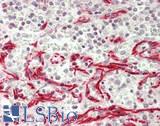 MLZE Antibody - Human Spleen: Formalin-Fixed, Paraffin-Embedded (FFPE)