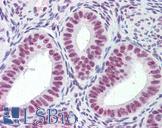 MORF4L1 / MRG15 Antibody - Anti-MORF4L1 / MRG15 antibody IHC of human uterus. Immunohistochemistry of formalin-fixed, paraffin-embedded tissue after heat-induced antigen retrieval. Antibody concentration 2.5 ug/ml.