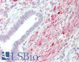 MRPS18C Antibody - Human Uterus: Formalin-Fixed, Paraffin-Embedded (FFPE)