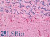 MS4A3 Antibody - Human Brain, Cerebellum: Formalin-Fixed, Paraffin-Embedded (FFPE) 