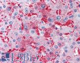 MUC13 Antibody - Anti-MUC13 antibody IHC of human liver. Immunohistochemistry of formalin-fixed, paraffin-embedded tissue after heat-induced antigen retrieval.