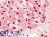 NF90 / ILF3 Antibody - Anti-NF90 / ILF3 antibody IHC staining of human liver. Immunohistochemistry of formalin-fixed, paraffin-embedded tissue after heat-induced antigen retrieval. Antibody dilution 1:50.