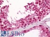 NHLH1 / HEN1 Antibody - Human Testis: Formalin-Fixed, Paraffin-Embedded (FFPE)