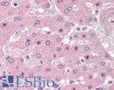 NOS1AP / CAPON Antibody - Anti-NOS1AP antibody IHC of human liver. Immunohistochemistry of formalin-fixed, paraffin-embedded tissue after heat-induced antigen retrieval. Antibody concentration 5 ug/ml.