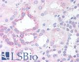 NOXO1 Antibody - Anti-NOXO1 antibody IHC of human renal tubular epithelium. Immunohistochemistry of formalin-fixed, paraffin-embedded tissue after heat-induced antigen retrieval. Antibody concentration 10 ug/ml.