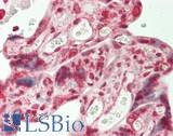NRXN3 Antibody - Human Placenta: Formalin-Fixed, Paraffin-Embedded (FFPE)