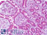 NT5E / eNT / CD73 Antibody - Anti-CD73 antibody IHC of human small intestine. Immunohistochemistry of formalin-fixed, paraffin-embedded tissue after heat-induced antigen retrieval. Antibody dilution 5-10 ug/ml. This image was taken for the unconjugated form of this product. Other forms have not been tested.