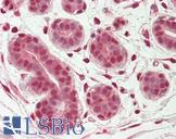 OAS2 Antibody - Anti-OAS2 antibody IHC staining of human breast. Immunohistochemistry of formalin-fixed, paraffin-embedded tissue after heat-induced antigen retrieval. Antibody concentration 5 ug/ml.