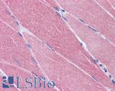 OASIS / CREB3L1 Antibody - Anti-CREB3L1 antibody IHC of human skeletal muscle. Immunohistochemistry of formalin-fixed, paraffin-embedded tissue after heat-induced antigen retrieval. Antibody concentration 3.75 ug/ml.