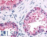 OR51E2 / PSGR Antibody - Anti-OR51E2 antibody IHC of human prostate, epithelium. Immunohistochemistry of formalin-fixed, paraffin-embedded tissue after heat-induced antigen retrieval.
