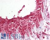 PELI1 / Pellino 1 Antibody - Anti-PELI1 antibody IHC of human breast. Immunohistochemistry of formalin-fixed, paraffin-embedded tissue after heat-induced antigen retrieval. Antibody dilution 1:100.