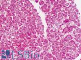 PHPT1 Antibody - Human Pancreas: Formalin-Fixed, Paraffin-Embedded (FFPE)