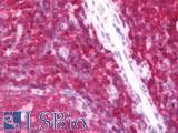 PINK1 Antibody - Human Tonsil: Formalin-Fixed, Paraffin-Embedded (FFPE) 