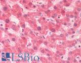 Pirin / PIR Antibody - Human Liver: Formalin-Fixed, Paraffin-Embedded (FFPE)