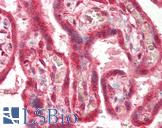 PLEKHA8 Antibody - Anti-PLEKHA8 antibody IHC of human placenta. Immunohistochemistry of formalin-fixed, paraffin-embedded tissue after heat-induced antigen retrieval. Antibody concentration 5 ug/ml.