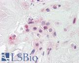 PON2 Antibody - Anti-PON2 antibody IHC of human placenta. Immunohistochemistry of formalin-fixed, paraffin-embedded tissue after heat-induced antigen retrieval. Antibody dilution 3.75 ug/ml.