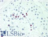 POU5F1B Antibody - Anti-POU5F1B antibody IHC staining of human testis. Immunohistochemistry of formalin-fixed, paraffin-embedded tissue after heat-induced antigen retrieval. Antibody dilution 1:100.