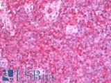 PPP1CA / PP1-Alpha Antibody - Anti-PPP1CA / PP1-Alpha antibody IHC staining of human tonsil. Immunohistochemistry of formalin-fixed, paraffin-embedded tissue after heat-induced antigen retrieval. Antibody dilution 1:50.