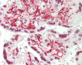PPP2R5D Antibody - Human Placenta: Formalin-Fixed, Paraffin-Embedded (FFPE).  This image was taken for the unconjugated form of this product. Other forms have not been tested.