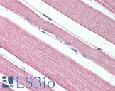 PROKR1 Antibody - Anti-PROKR1 antibody IHC of human skeletal muscle. Immunohistochemistry of formalin-fixed, paraffin-embedded tissue after heat-induced antigen retrieval.