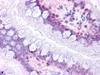 Prostaglandin D2 Receptor Antibody - Anti-Prostaglandin D2 Receptor antibody IHC of human small intestine. Immunohistochemistry of formalin-fixed, paraffin-embedded tissue after heat-induced antigen retrieval.