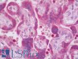 PSG9 Antibody - Human Placenta: Formalin-Fixed, Paraffin-Embedded (FFPE)