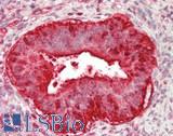 PSMA3 Antibody - Human Uterus: Formalin-Fixed, Paraffin-Embedded (FFPE)