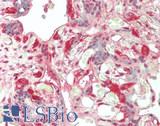PSMA3 Antibody - Human Placenta: Formalin-Fixed, Paraffin-Embedded (FFPE)