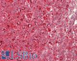 PTGES2 Antibody - Human Tonsil: Formalin-Fixed, Paraffin-Embedded (FFPE)