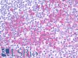 RAB38 Antibody - Anti-RAB38 antibody IHC staining of human tonsil. Immunohistochemistry of formalin-fixed, paraffin-embedded tissue after heat-induced antigen retrieval. Antibody dilution 1:100.