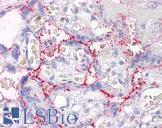 RAIN / RASIP1 Antibody - Anti-RASIP1 antibody IHC of human placenta. Immunohistochemistry of formalin-fixed, paraffin-embedded tissue after heat-induced antigen retrieval. Antibody concentration 3.75 ug/ml.