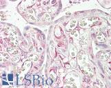 RARRES3 Antibody - Anti-RARRES3 antibody IHC of human placenta. Immunohistochemistry of formalin-fixed, paraffin-embedded tissue after heat-induced antigen retrieval. Antibody concentration 3.75 ug/ml.