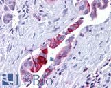 RBBP8 / CTIP Antibody - Anti-RBBP8 / CTIP antibody IHC of human pancreas, duct. Immunohistochemistry of formalin-fixed, paraffin-embedded tissue after heat-induced antigen retrieval. Antibody concentration 5 ug/ml.