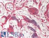 RBM22 Antibody - Human Placenta: Formalin-Fixed, Paraffin-Embedded (FFPE)