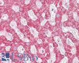 RELA / NFKB p65 Antibody - Anti-RELA antibody IHC of human liver. Immunohistochemistry of formalin-fixed, paraffin-embedded tissue after heat-induced antigen retrieval. Antibody concentration 10 ug/ml.