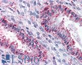Renal Dipeptidase / DPEP1 Antibody - Anti-DPEP1 antibody IHC of human uterus. Immunohistochemistry of formalin-fixed, paraffin-embedded tissue after heat-induced antigen retrieval.