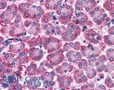 RGS10 Antibody - Anti-RGS10 antibody IHC of human pancreas. Immunohistochemistry of formalin-fixed, paraffin-embedded tissue after heat-induced antigen retrieval. Antibody concentration 5 ug/ml.  This image was taken for the unconjugated form of this product. Other forms have not been tested.