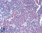 RPS17 / Ribosomal Protein S17 Antibody - Anti-RPS17 antibody IHC of human tonsil. Immunohistochemistry of formalin-fixed, paraffin-embedded tissue after heat-induced antigen retrieval. Antibody concentration 10 ug/ml.