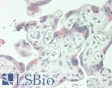 RPS8 / Ribosomal Protein S8 Antibody - Human Placenta: Formalin-Fixed, Paraffin-Embedded (FFPE)