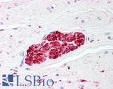 S100 Protein Antibody - Anti-S100 Protein antibody IHC of human prostate, nerve. Immunohistochemistry of formalin-fixed, paraffin-embedded tissue after heat-induced antigen retrieval. Antibody concentration 5 ug/ml.