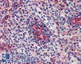 SEPT11 / Septin 11 Antibody - Anti-SEPT11 / Septin 11 antibody IHC of human spleen. Immunohistochemistry of formalin-fixed, paraffin-embedded tissue after heat-induced antigen retrieval. Antibody concentration 5 ug/ml.  This image was taken for the unconjugated form of this product. Other forms have not been tested.