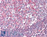 SEPT2 / Septin 2 Antibody - Anti-SEPT2 / Septin 2 antibody IHC of human tonsil. Immunohistochemistry of formalin-fixed, paraffin-embedded tissue after heat-induced antigen retrieval. Antibody concentration 2.5 ug/ml.