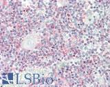 SEPT6 / Septin 6 Antibody - Human Thymus: Formalin-Fixed, Paraffin-Embedded (FFPE)